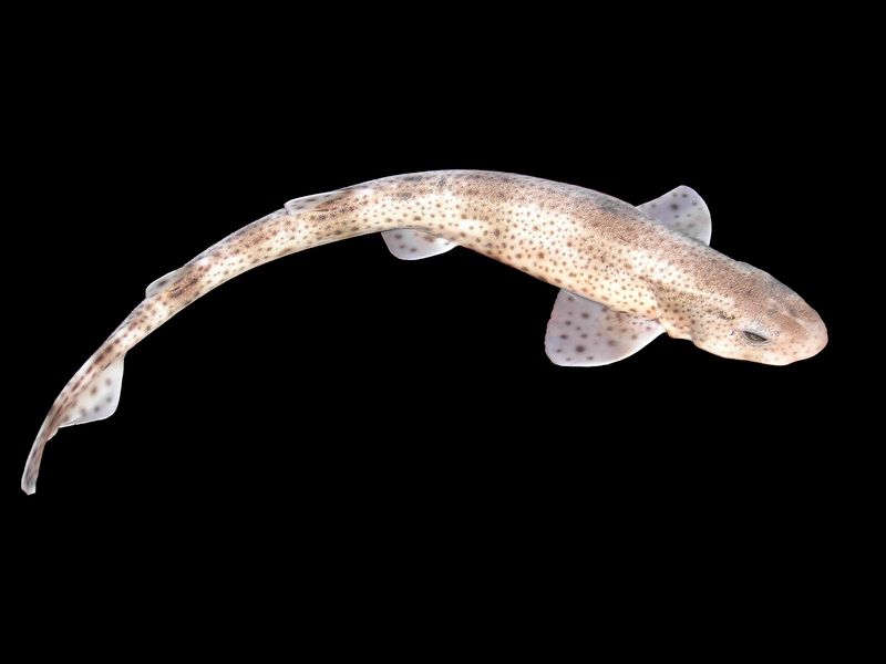 Spotted Dogfish
