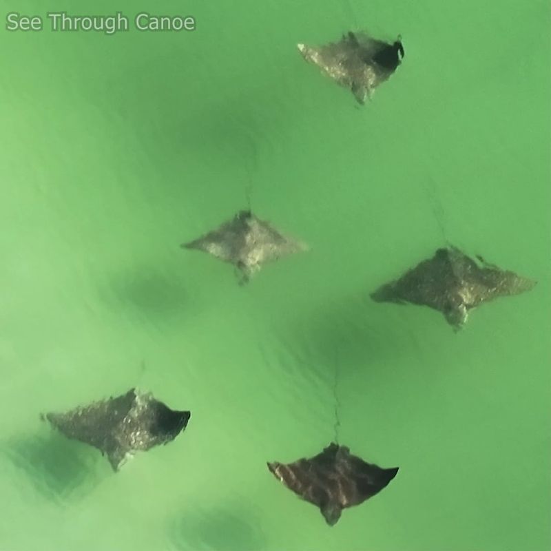 Spotted Eagle Ray