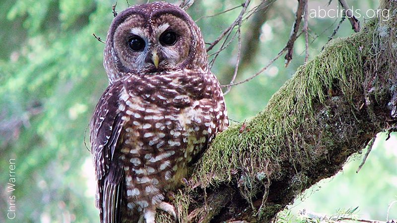 Spotted Owl
