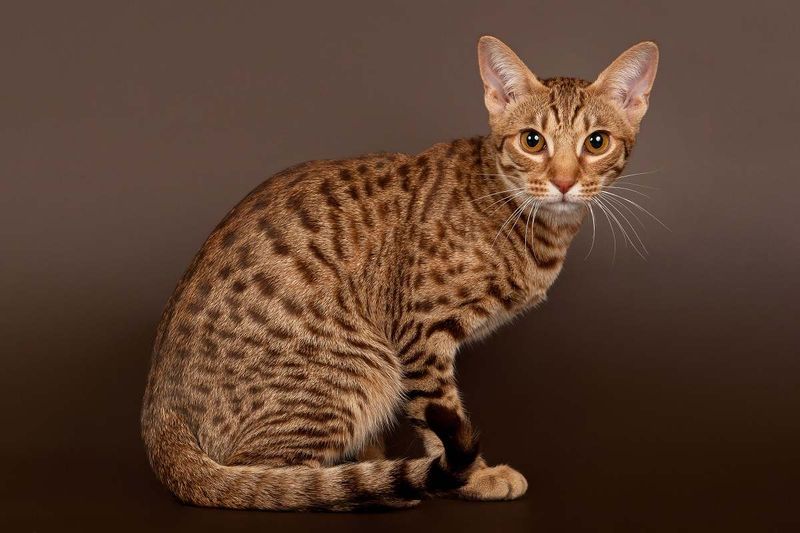 Spotted Tabby
