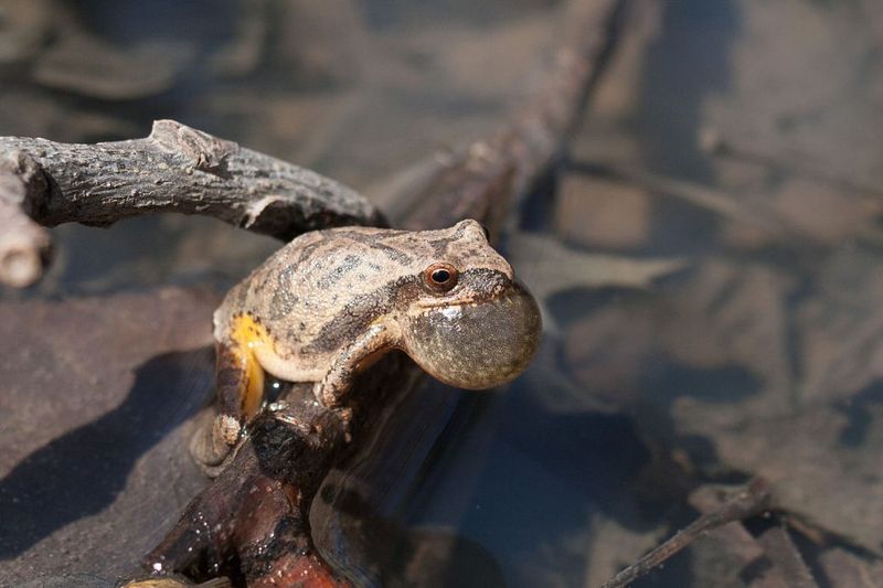 Spring Peeper