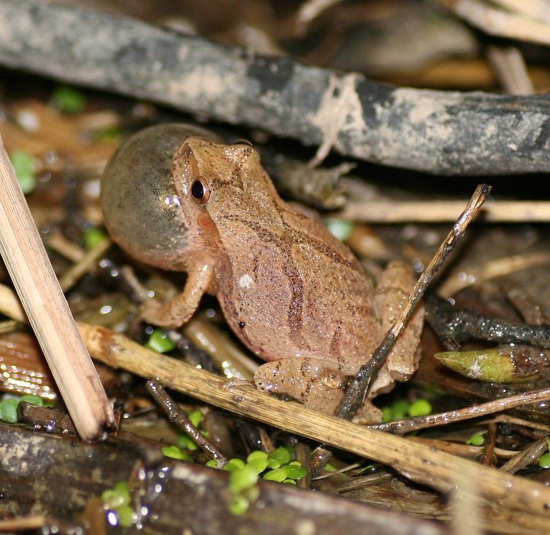 Spring Peeper