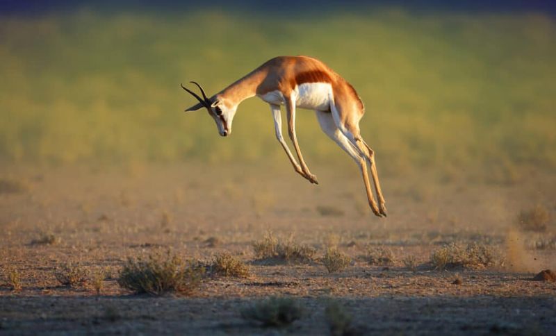 Springbok