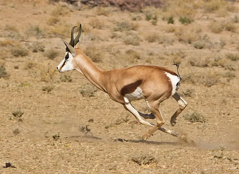 Springbok