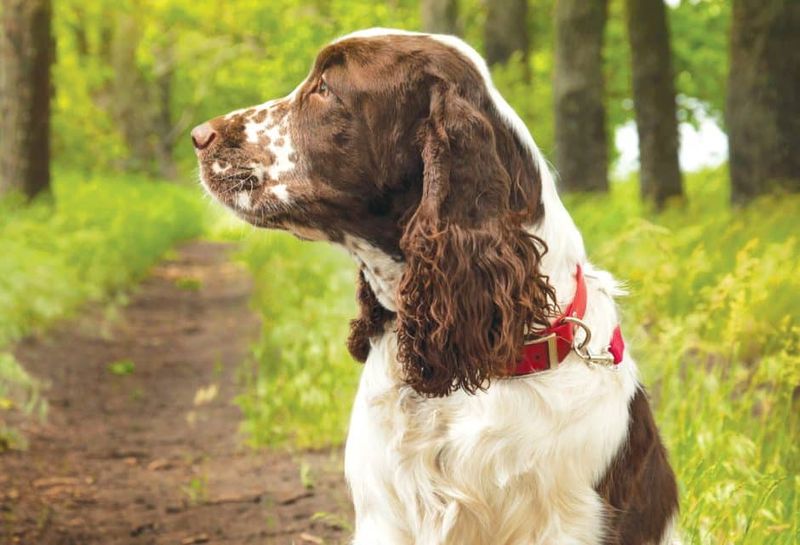 Springer Spaniel