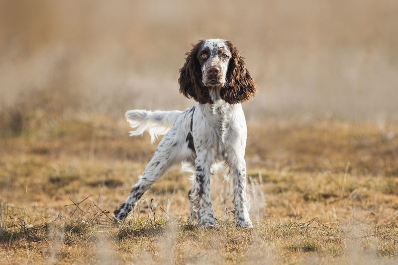 Springer Spaniel