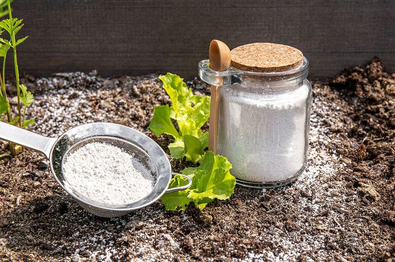 Sprinkle Diatomaceous Earth