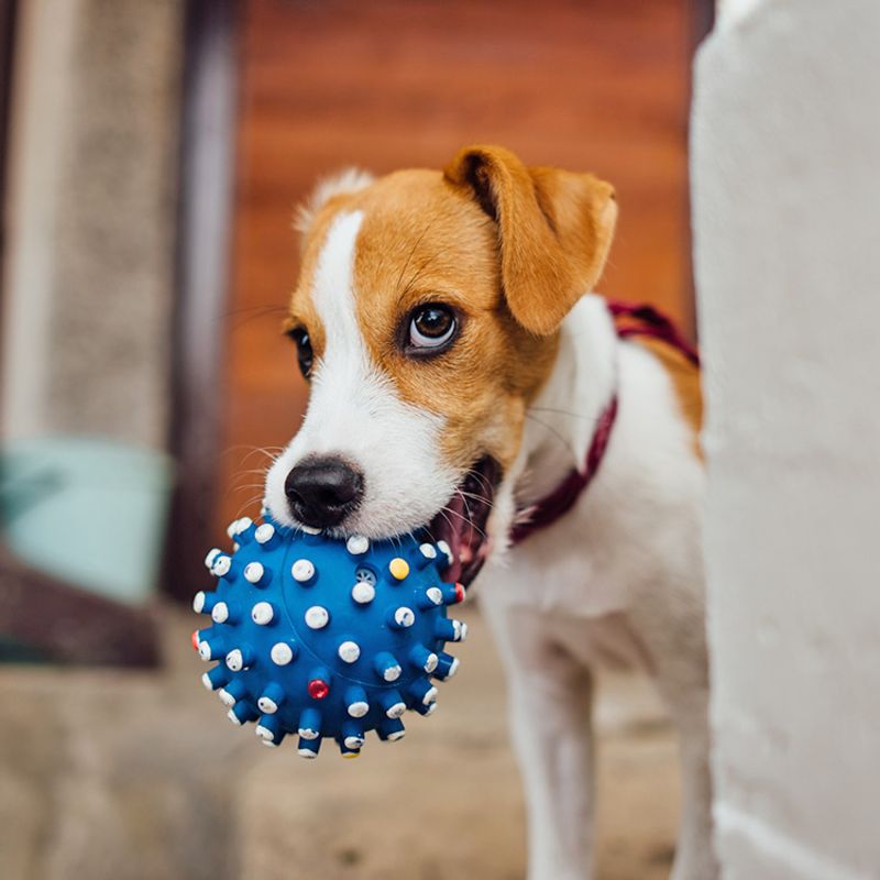 Squeaky Toys