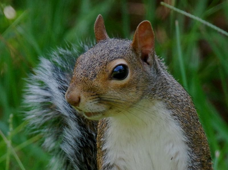 Squirrel