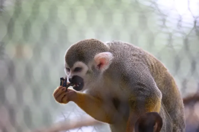Squirrel Monkey