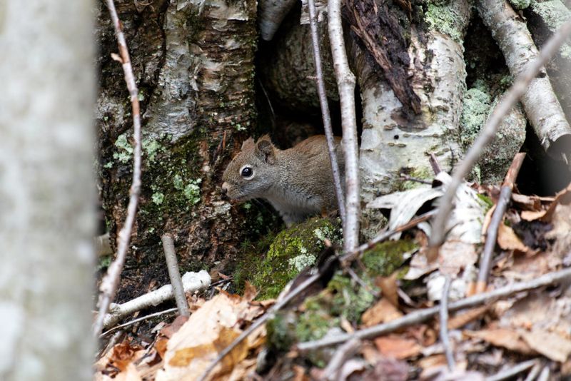 Squirrel
