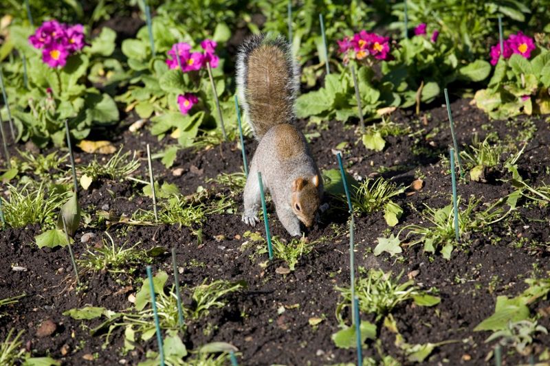 Squirrels