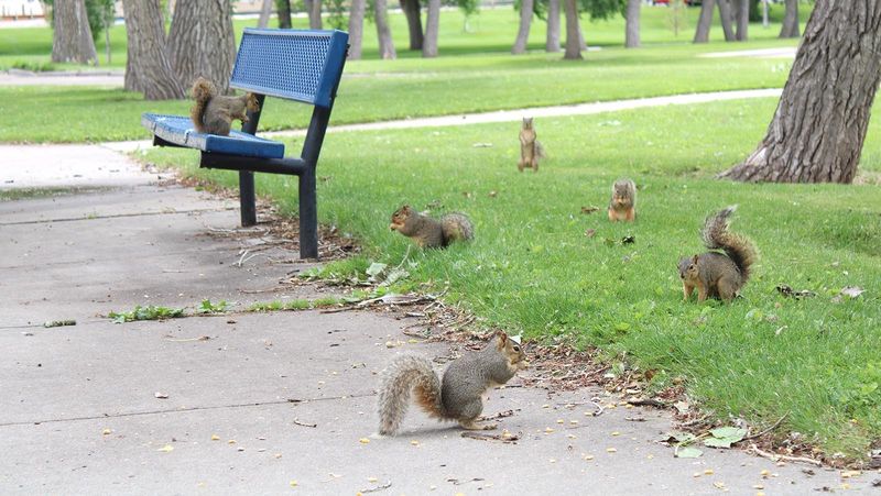 Squirrels