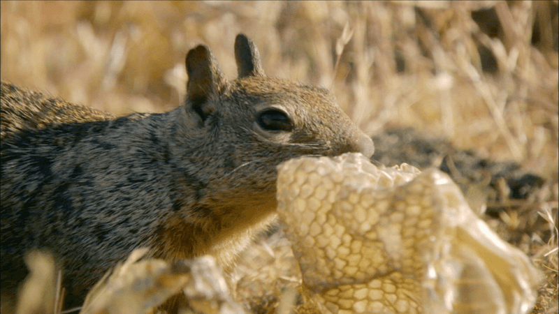 Squirrels Rubbing Snakeskin
