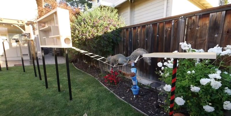 Squirrels