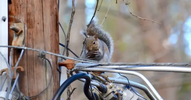 Squirrels