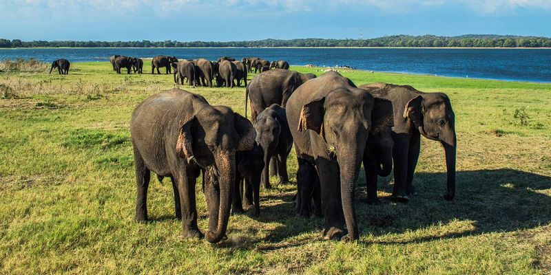 Sri Lanka Elephant Gathering