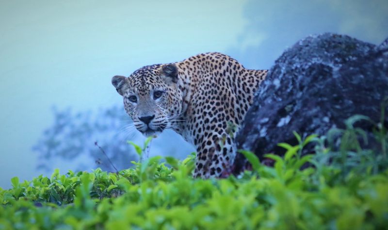 Sri Lanka