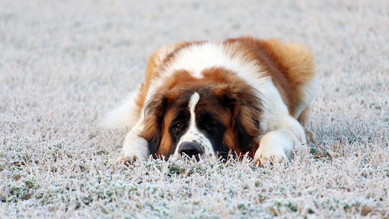 St. Bernard
