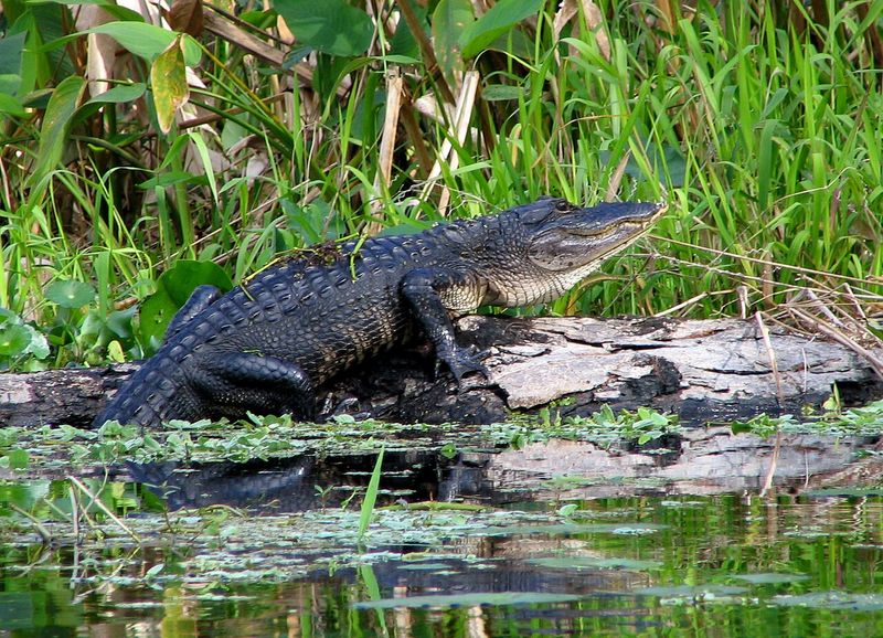 St. Johns River, Florida