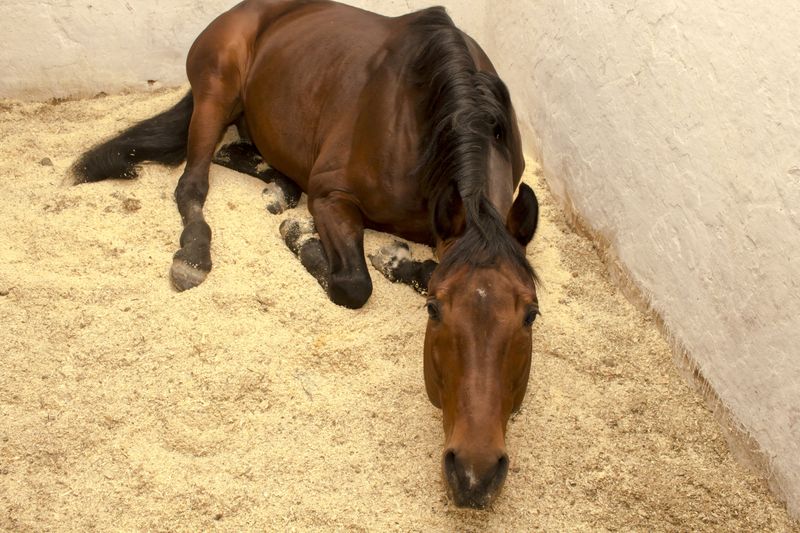 Stable Beddings