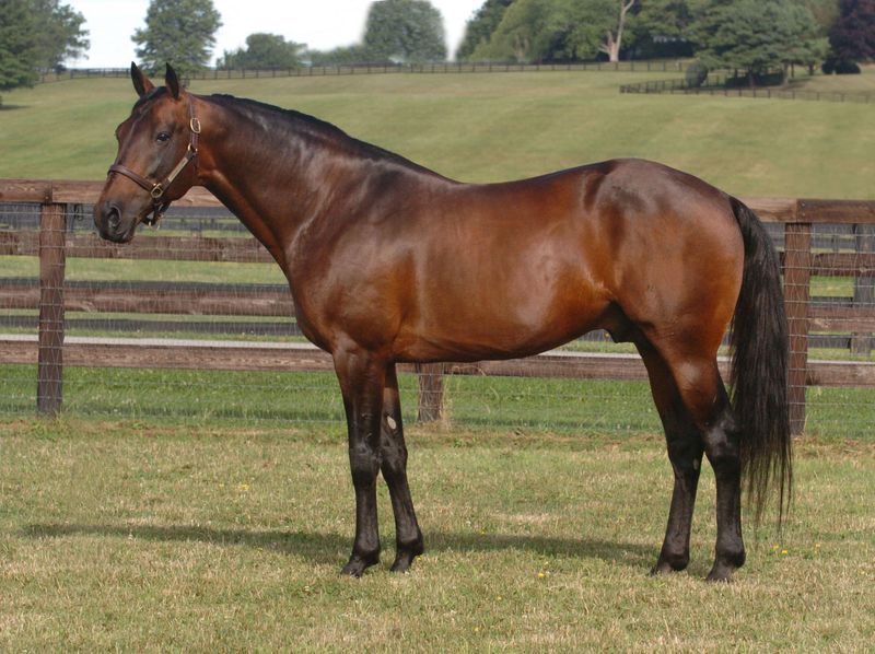 Standardbred