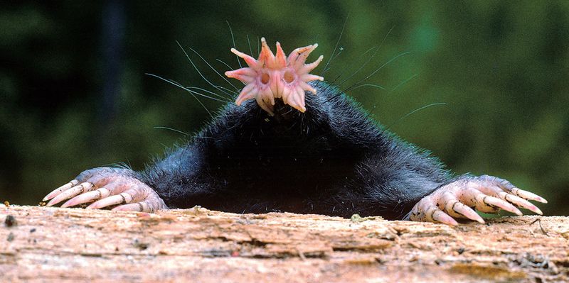 Star-Nosed Mole