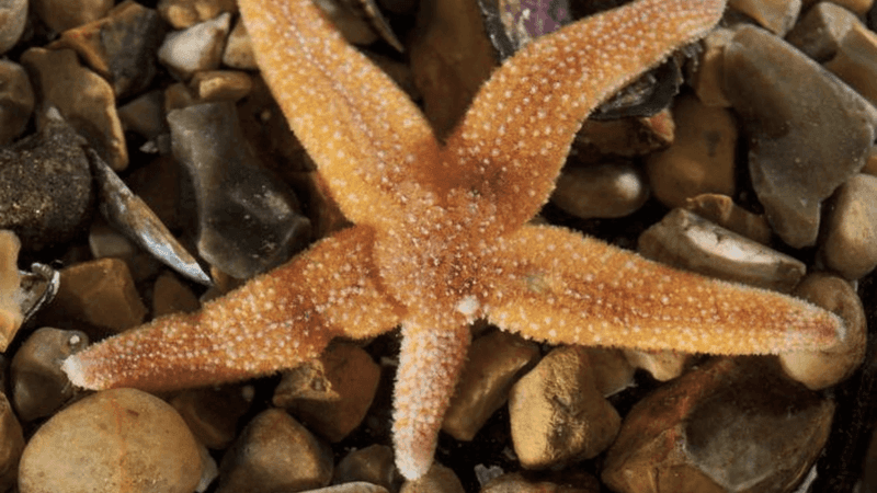 Starfish Regeneration