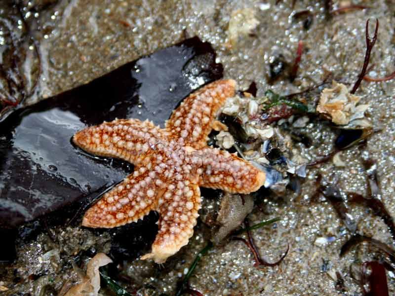 Starfish