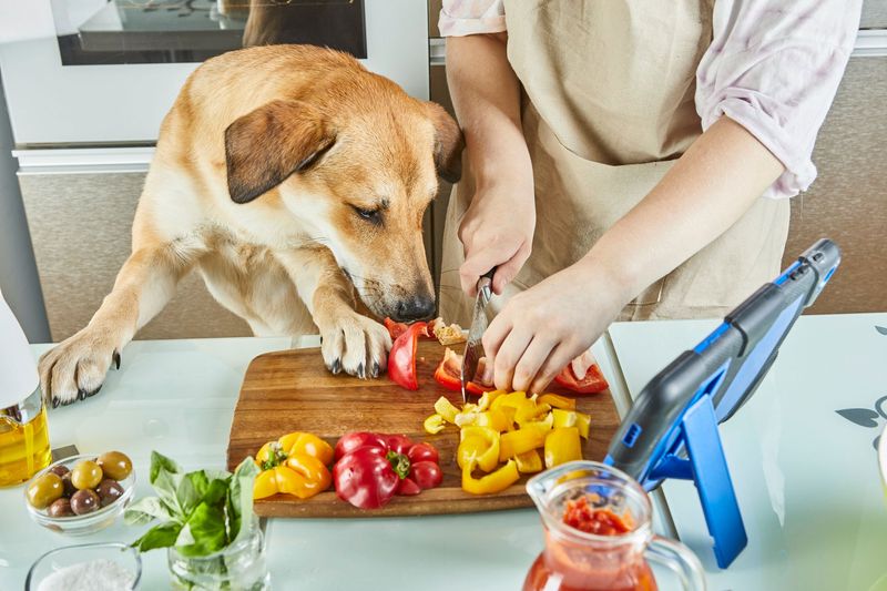 Stay Informed on Dog Nutrition