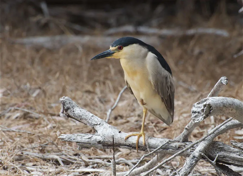 Stealth of the Black-crowned Night Heron
