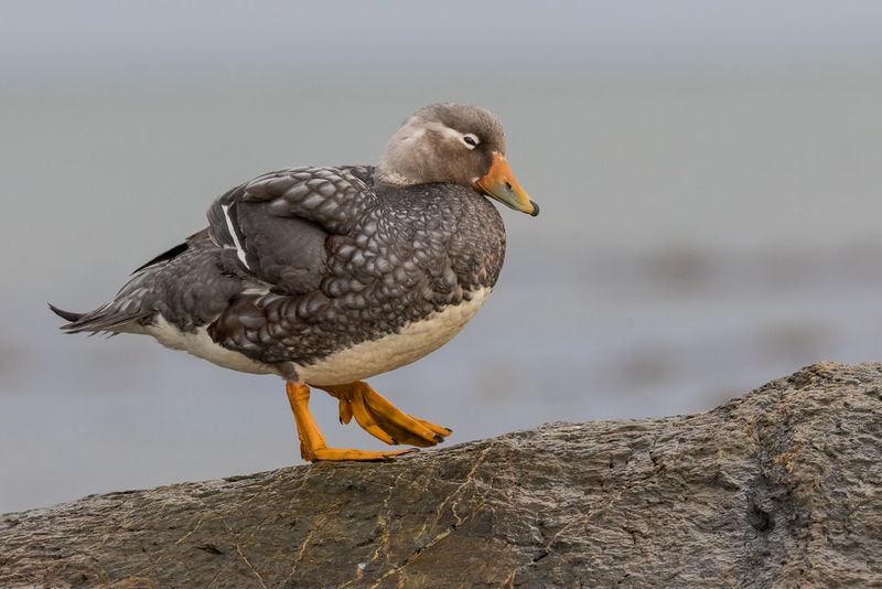 Steamer Duck