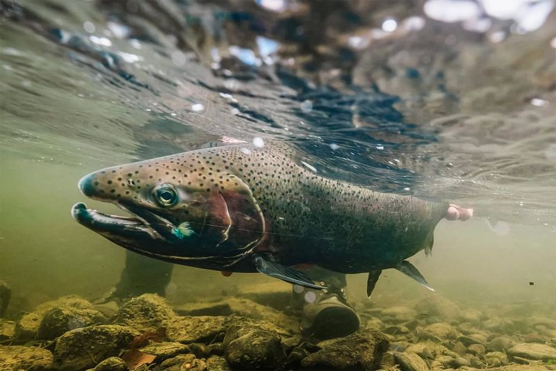 Steelhead Trout
