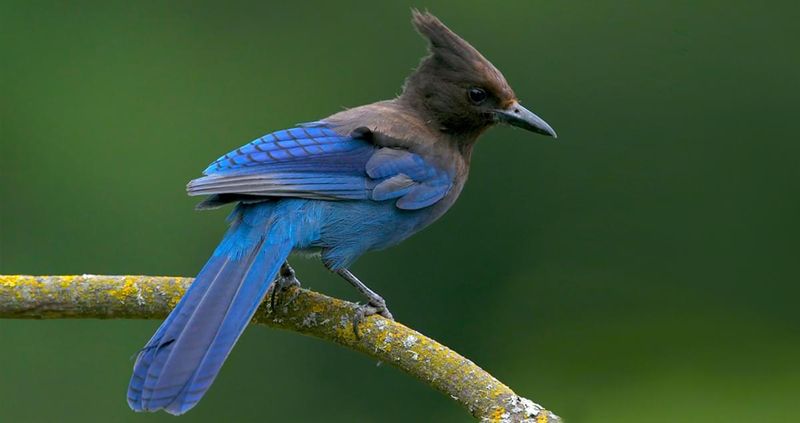 Steller's Jay