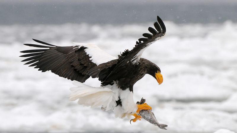 Steller's Sea Eagle