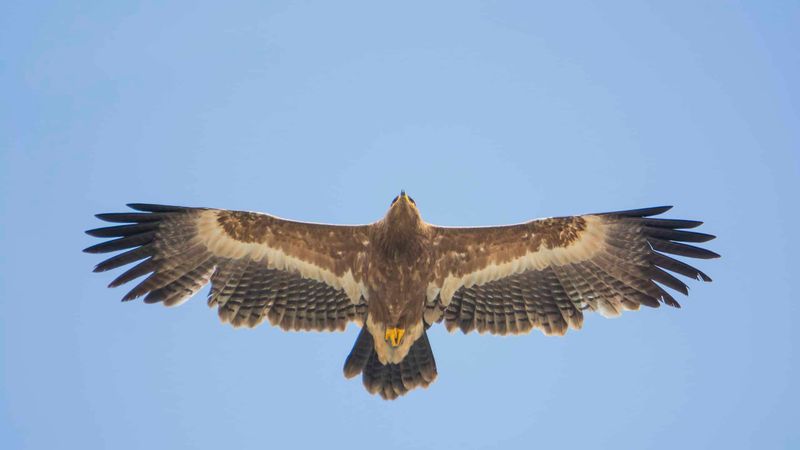Steppe Eagle
