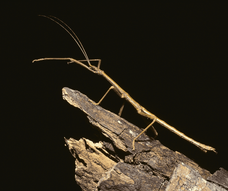 Stick Insect