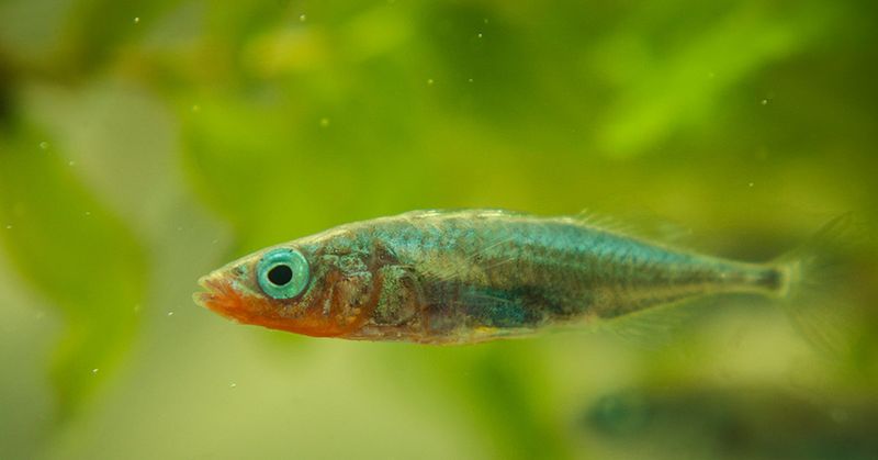 Sticklebacks