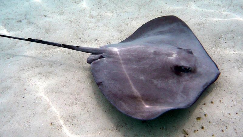 Stingray