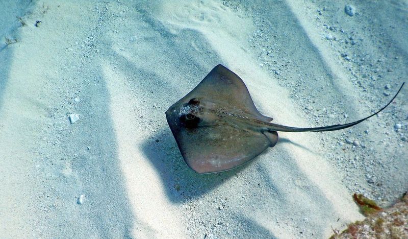 Stingrays