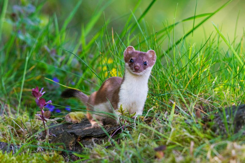 Stoat