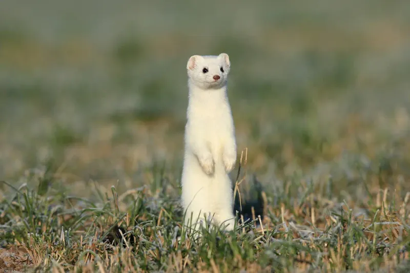 Stoat