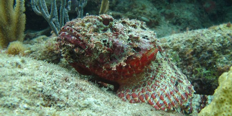Stonefish