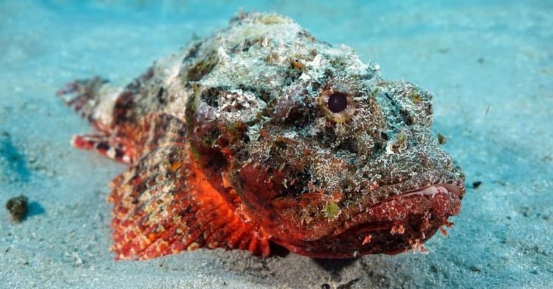 Stonefish Behavior