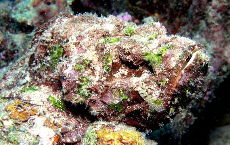 Stonefish Camouflage Ability