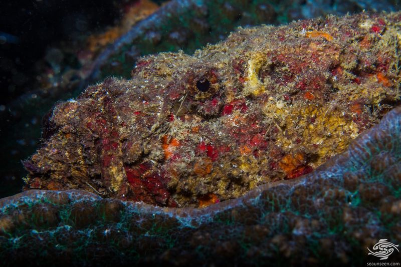 Stonefish Diet