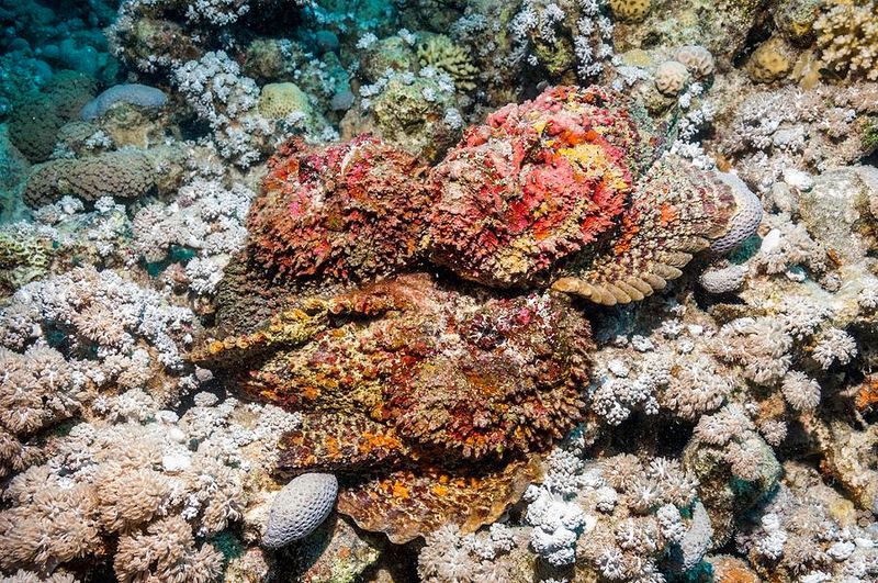 Stonefish Reproduction