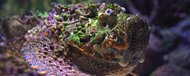 Stonefish