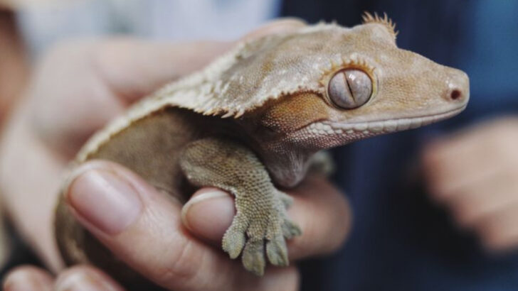 Stop Assuming These 10 Reptiles Are Harmless (These 10 Are Safer Picks)