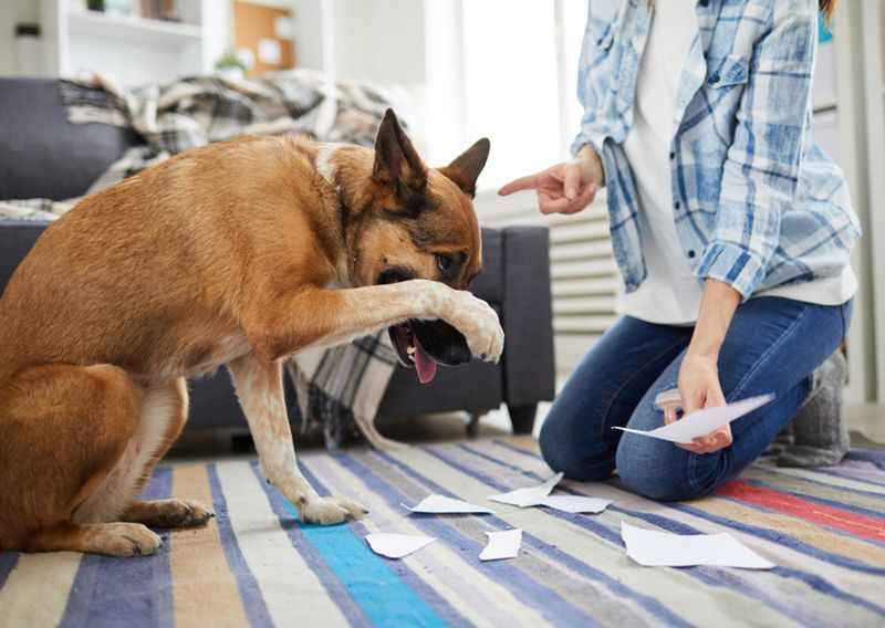 Stop Yelling at Your Dog